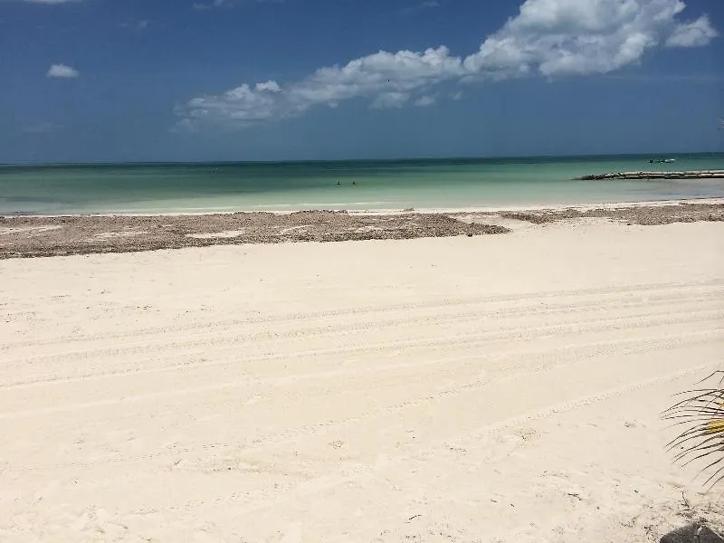 Rhincodon Typus Hotel Isla Holbox