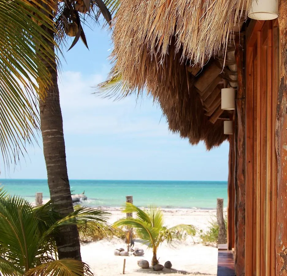 ****  Rhincodon Typus Hotel Isla Holbox Mexico