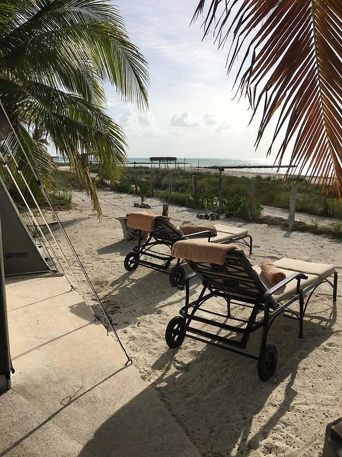 ****  Rhincodon Typus Hotel Isla Holbox Mexico