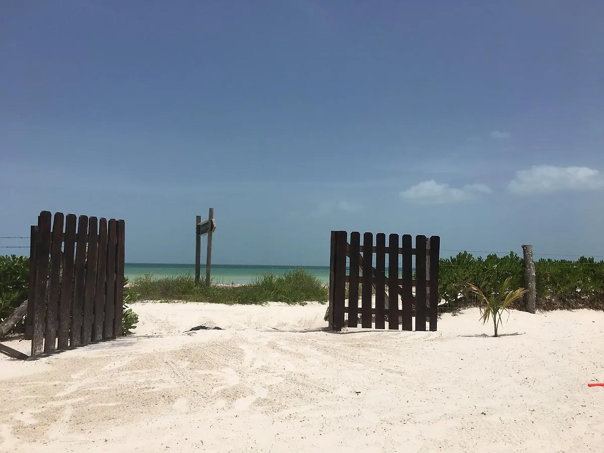 ****  Rhincodon Typus Hotel Isla Holbox Mexico