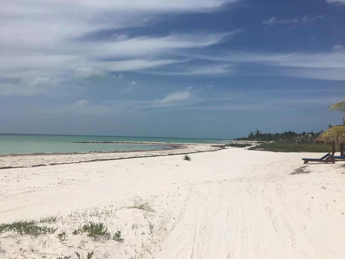 Rhincodon Typus Hotel Isla Holbox
