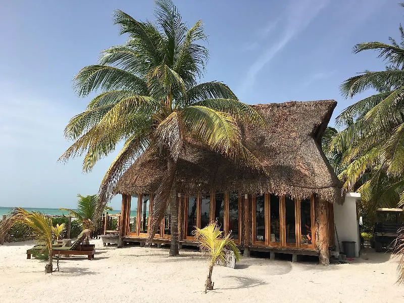 Rhincodon Typus Hotel Isla Holbox