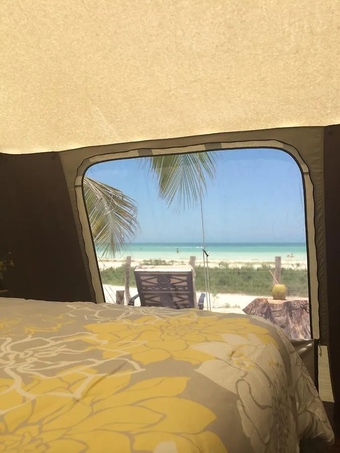 Rhincodon Typus Hotel Isla Holbox