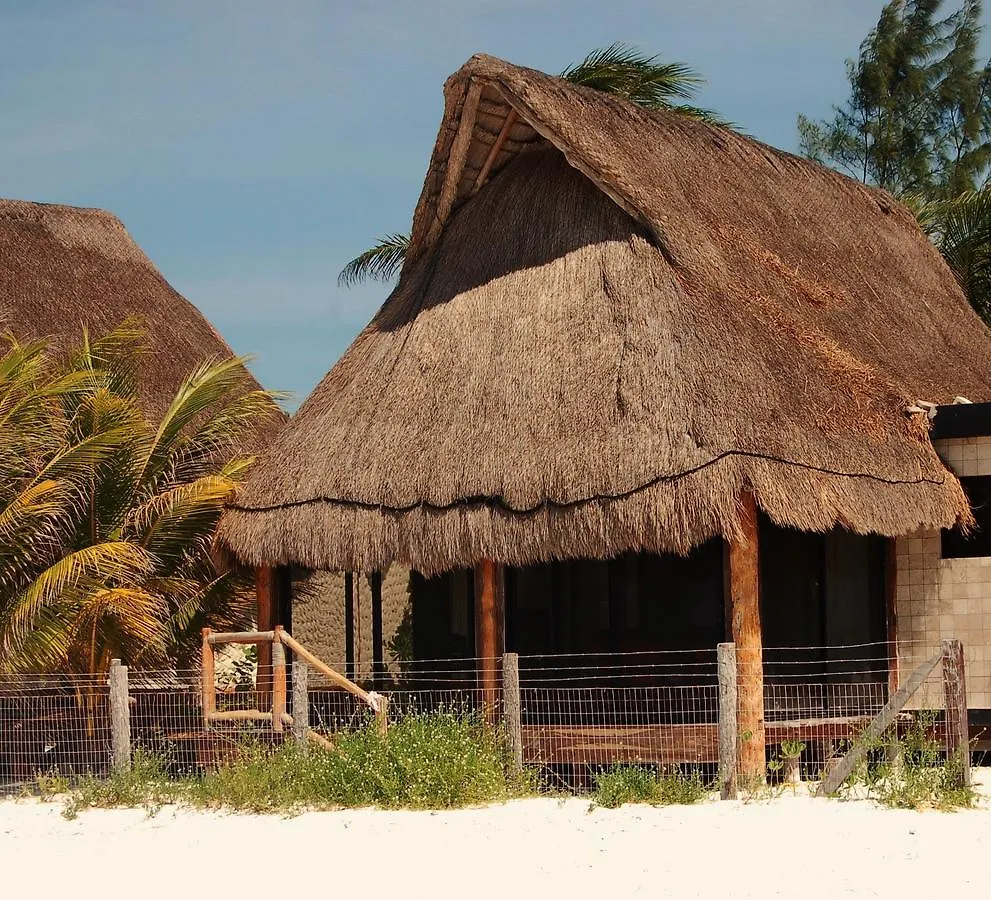 Rhincodon Typus Hotel Isla Holbox