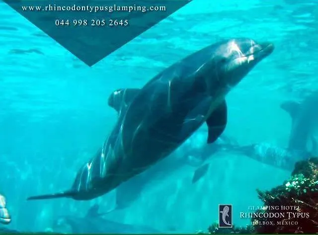 Rhincodon Typus Hotel Isla Holbox 4*,  Mexico
