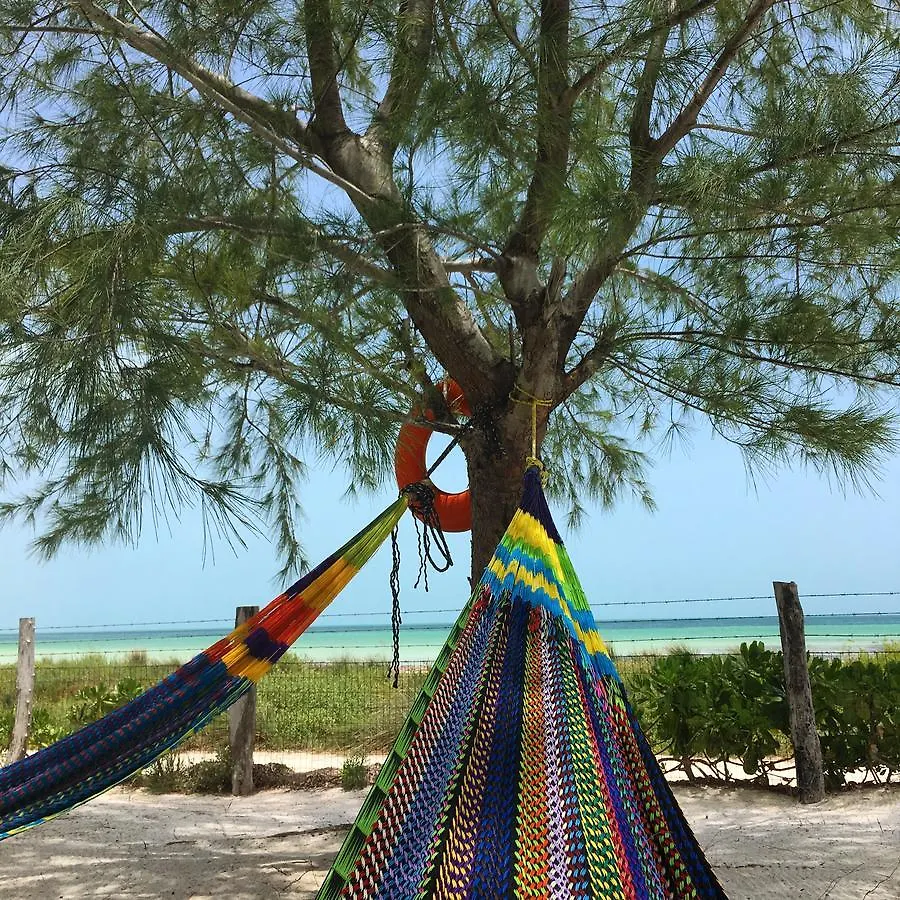Rhincodon Typus Hotel Isla Holbox