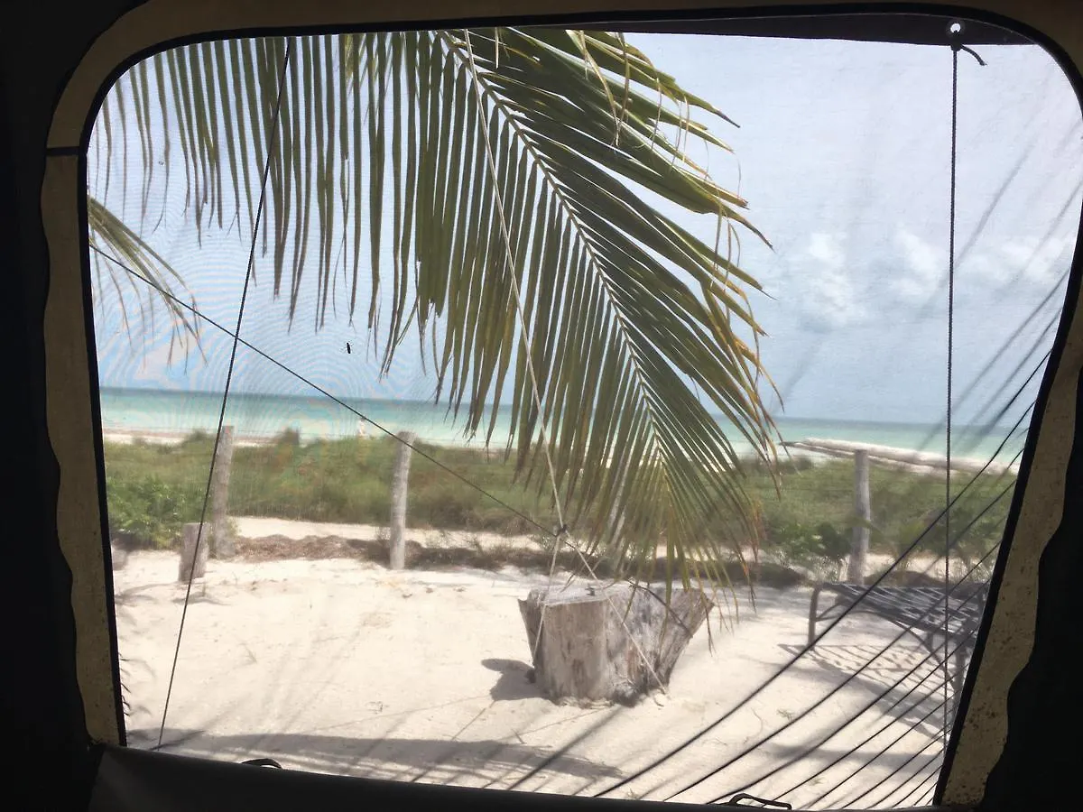 Rhincodon Typus Hotel Isla Holbox