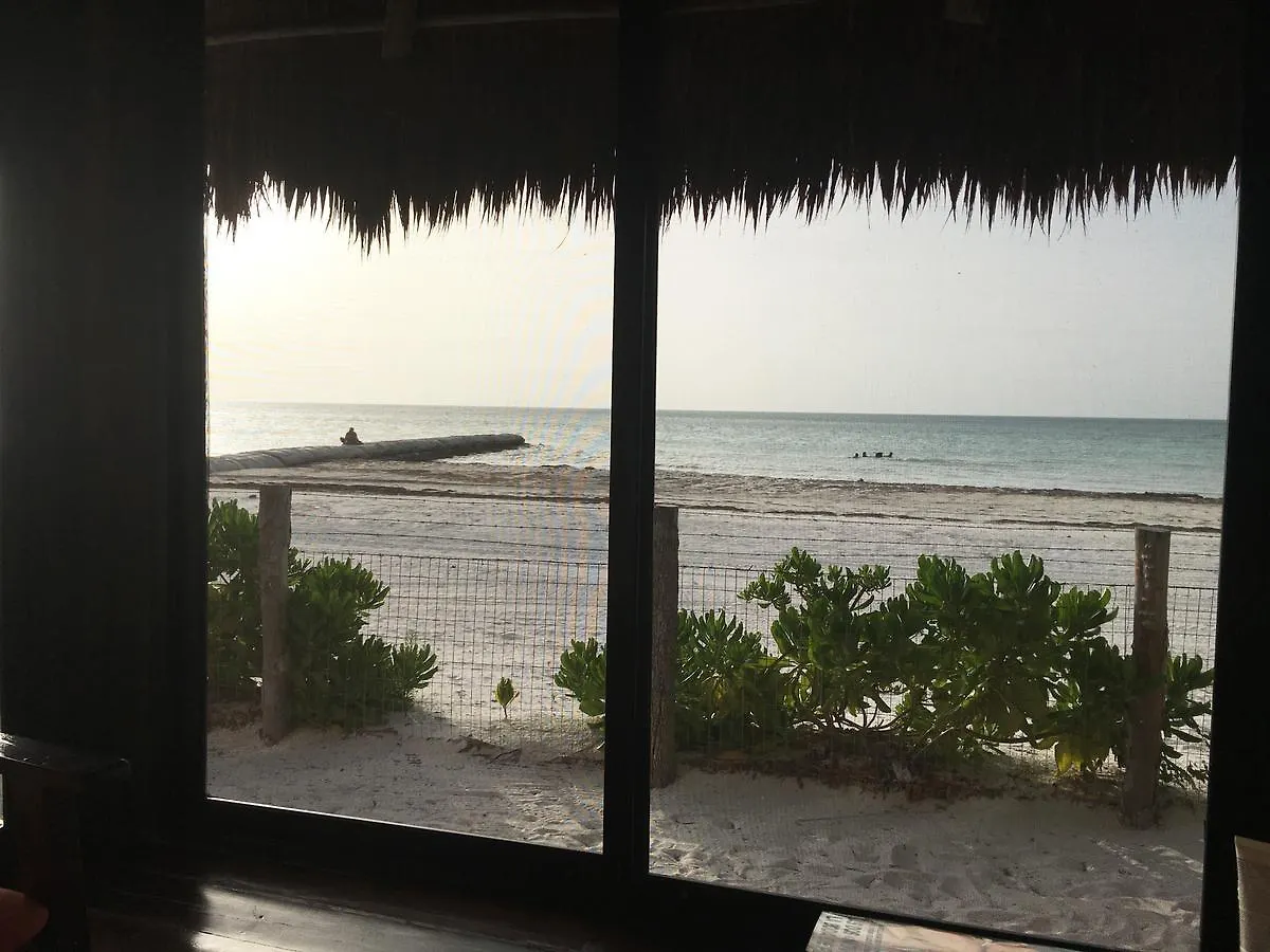 Rhincodon Typus Hotel Isla Holbox Mexico