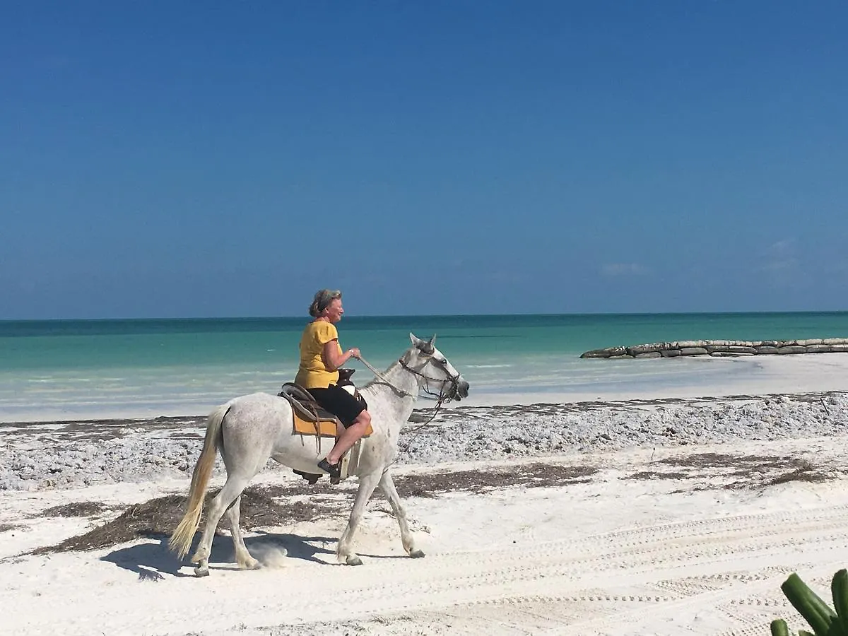 Rhincodon Typus Hotel Isla Holbox