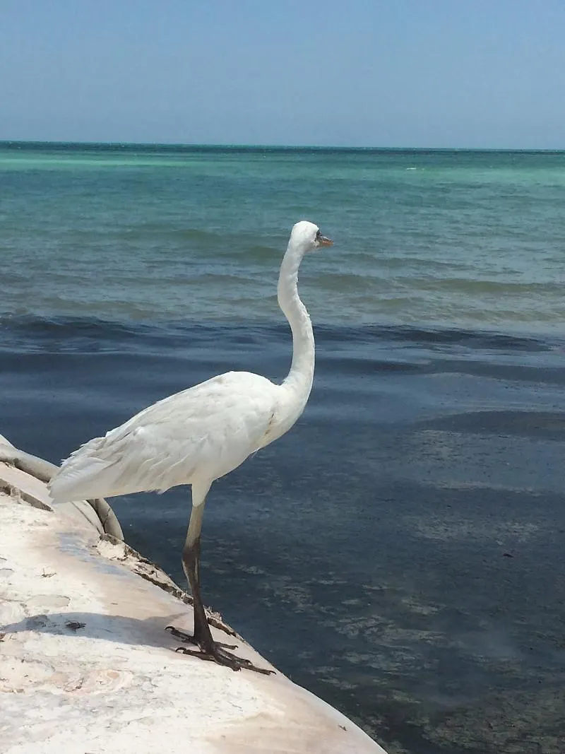 Rhincodon Typus Hotel Isla Holbox